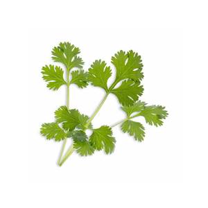 Lingot Flat Cilantro Organic - Veritable Seeds